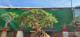 Linh sam vài triệu cho anh em sưu tầm chơi vui