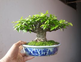 Em Mai lá lớn lùn lực...