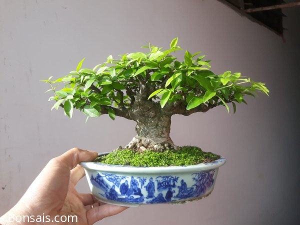 Em Mai lá lớn lùn lực...