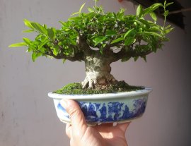Em Mai lá lớn lùn lực...