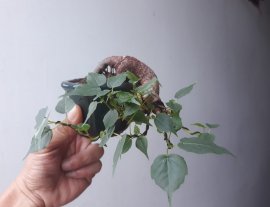 Bồ Đề siêu mini...