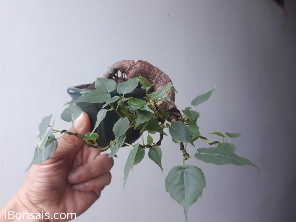 Bồ Đề siêu mini...