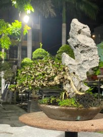 Sam Núi Bị Đá Đè