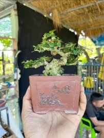 Sam trái siêu mini cưng quá chừng