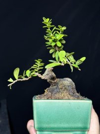 Hải châu sông cầu lá nhỏ