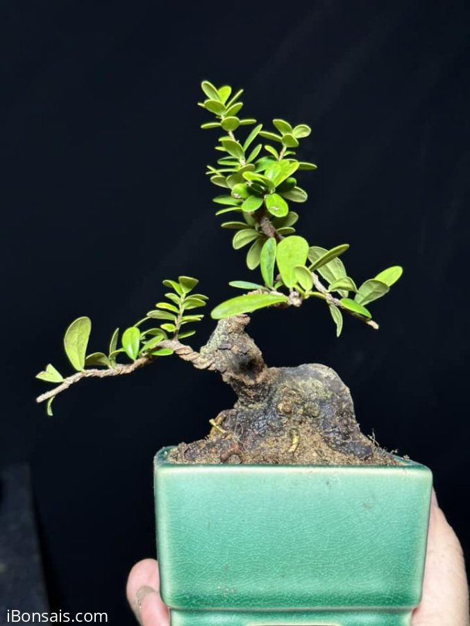 Hải châu sông cầu lá nhỏ
