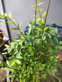 Chia sẻ quí ace mct da đen lá lớn