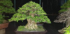 Mai chiếu thủy