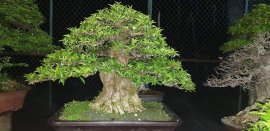 Mai chiếu thủy