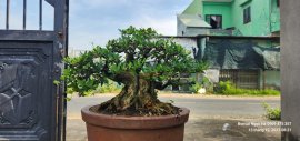 Linh sam hoành 35 cao 25 bán nhanh 3 triệu