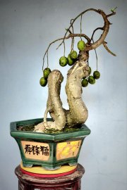 Cây Cóc già rất siêng trái đường thân nghệ thuật