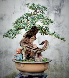 Cây găng vàng cây rất lâu năm lũa rin tàn đẹp mịn