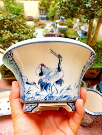 Bay nhanh 1 cặp chậu Hồng Hạc 1000k, lấy lẻ 600k