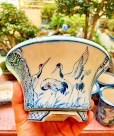 Bay nhanh 1 cặp chậu Hồng Hạc 1000k, lấy lẻ 600k