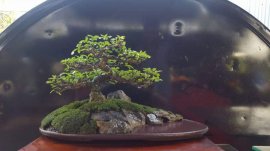 Tiểu cảnh mai chiếu thủy