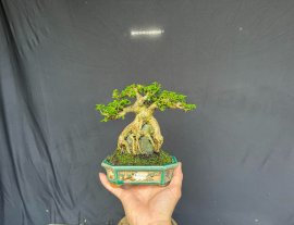 Sam hương bám đá