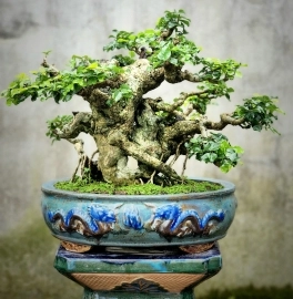 Cây trắc bonsai mini già rất đẹp tay cành mịn cù