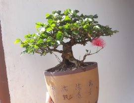 Em là Điệp Lào...