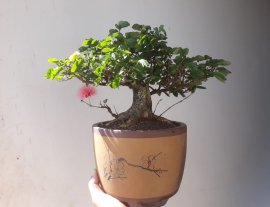 Em là Điệp Lào...