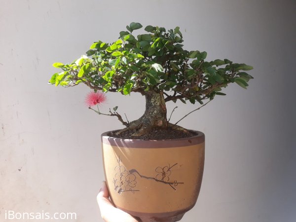 Em là Điệp Lào...