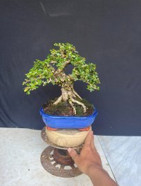 Chốt cây về chơi Tết ae ơi