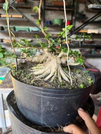 Sam hương mini
