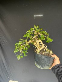 Sam trái bay rồi sẽ bay về đâu