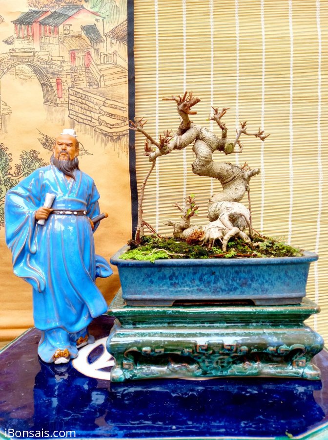 Xả tượng nha ae