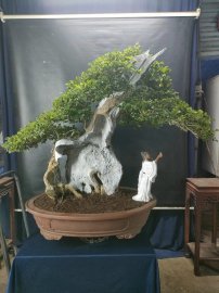 Bonsai lũa đẹp giá mềm, mời các anh chị vào xem live nhé!