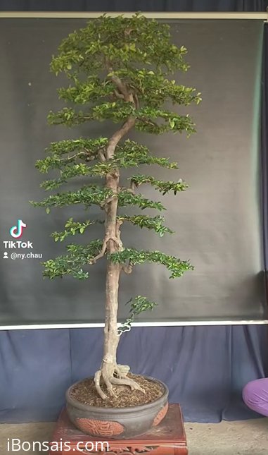 Kim quýt tàn thông
