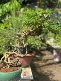 Tranh thủ phơi nắng tí kiếm ít hoa chơi Tết