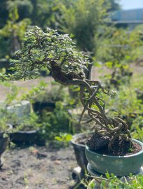 Tranh thủ phơi nắng tí kiếm ít hoa chơi Tết