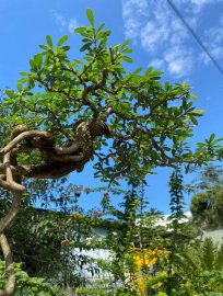Tranh thủ phơi nắng tí kiếm ít hoa chơi Tết