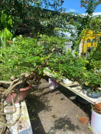 Tranh thủ phơi nắng tí kiếm ít hoa chơi Tết