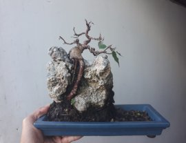 Bồ Đề ký đá siêu mini...