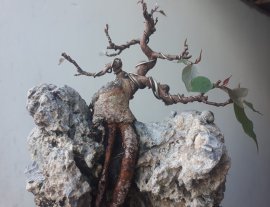 Bồ Đề ký đá siêu mini...
