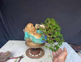 Sam hương già lắm già