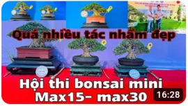 Những tác phẩm bonsai mini đẹp - max 15- max 30