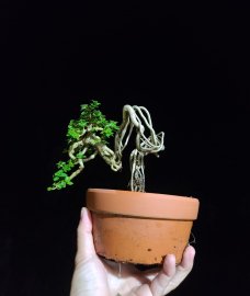 Sam Hương indo..