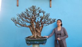 Cây mai chiếu thủy lá lớn da đen
