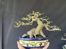 Kim quýt trên tay mà già khỏi bàn luôn nhé!