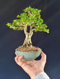 Sam núi chưa rỏ bông trái mini 1 cốt 