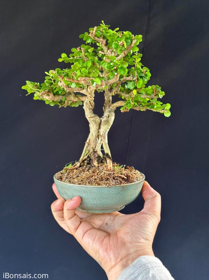 Sam núi chưa rỏ bông trái mini 1 cốt