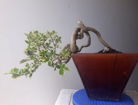 Hoa Giấy ghép cẩm thạch tím...