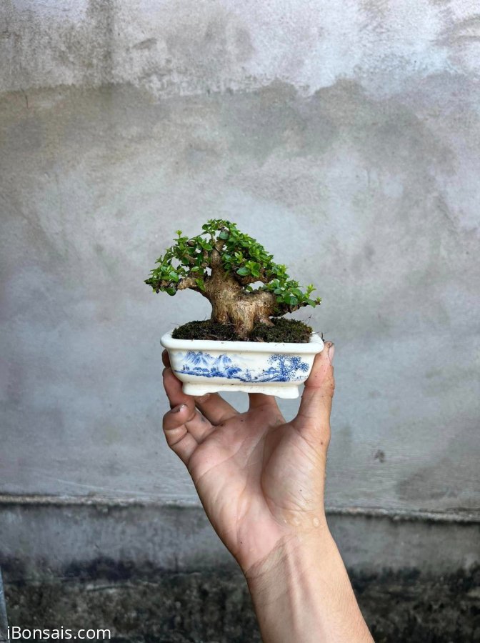 Siu mini lùn lực