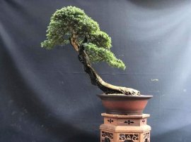 Ảnh mẫu