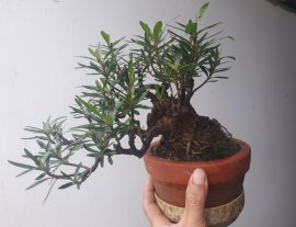 Mị Nương bonsai