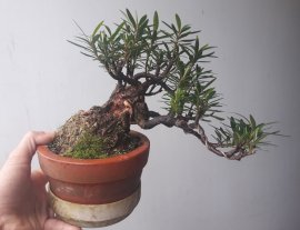 Mị Nương bonsai