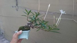 Mị Nương bonsai