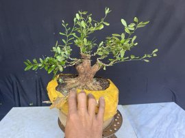 Linh sam đế 24h vài trăm bao ship